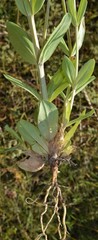 Centaurium tenuiflorum