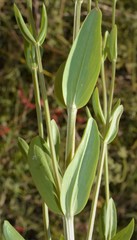 Centaurium tenuiflorum