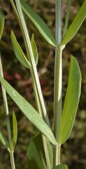 Centaurium tenuiflorum