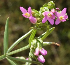 Centaurium tenuiflorum