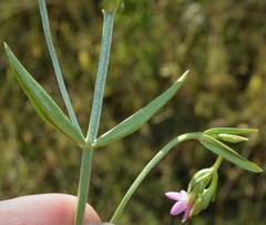 Centaurium tenuiflorum