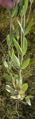 Centaurium tenuiflorum