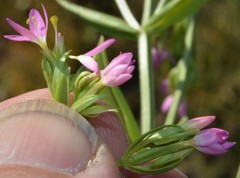 Centaurium tenuiflorum