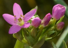 Centaurium tenuiflorum