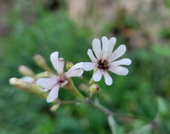 Microbotryum lychnidis-dioicae