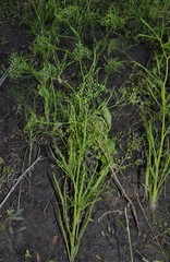 Cynosciadium digitatum