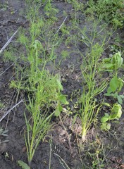 Cynosciadium digitatum