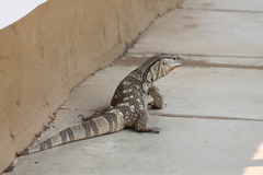 Varanus albigularis
