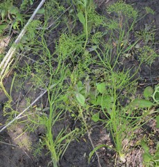 Cynosciadium digitatum