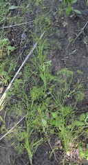 Cynosciadium digitatum