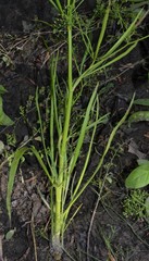 Cynosciadium digitatum