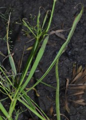 Cynosciadium digitatum