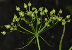 Cynosciadium digitatum