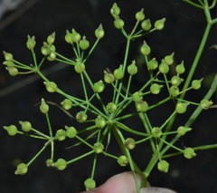 Cynosciadium digitatum