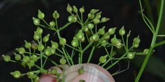 Cynosciadium digitatum
