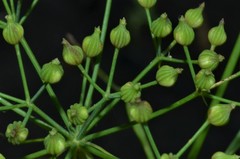 Cynosciadium digitatum