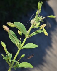 Mecardonia procumbens