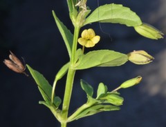 Mecardonia procumbens