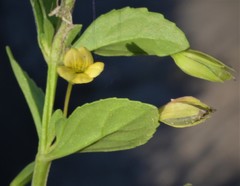 Mecardonia procumbens