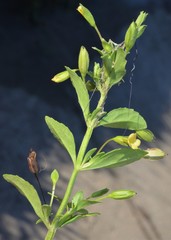 Mecardonia procumbens