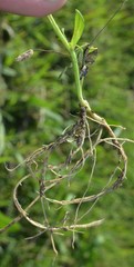 Mecardonia procumbens