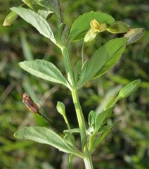 Mecardonia procumbens