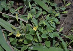 Mecardonia procumbens