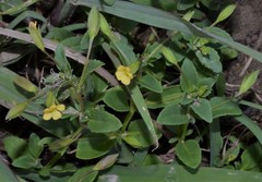 Mecardonia procumbens