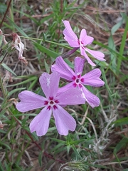 Phlox nivalis