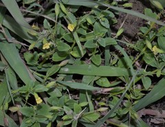 Mecardonia procumbens