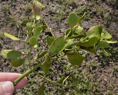 Phoradendron leucarpum