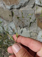 Crepis pulchra
