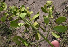 Phoradendron leucarpum