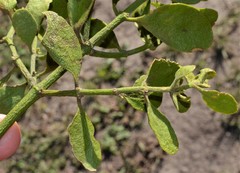 Phoradendron leucarpum