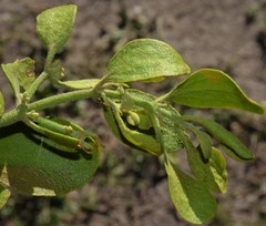 Phoradendron leucarpum