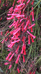 Russelia equisetiformis