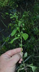 Samolus parviflorus