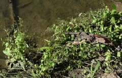 Samolus parviflorus