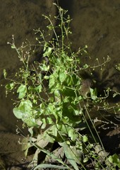 Samolus parviflorus