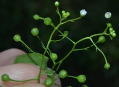 Samolus parviflorus