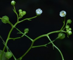 Samolus parviflorus