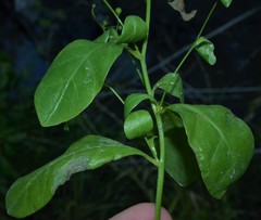 Samolus parviflorus