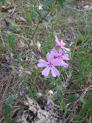 Phlox nivalis