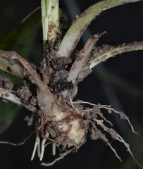 Samolus parviflorus