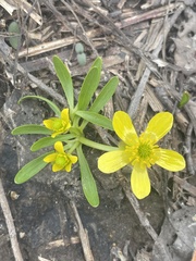Ranunculus jovis