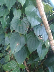 Dioscorea esculenta