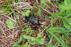 Carabus carinthiacus