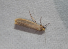 Sozusa scutellata
