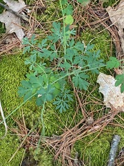 Capnoides sempervirens