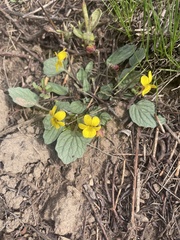 Viola utahensis